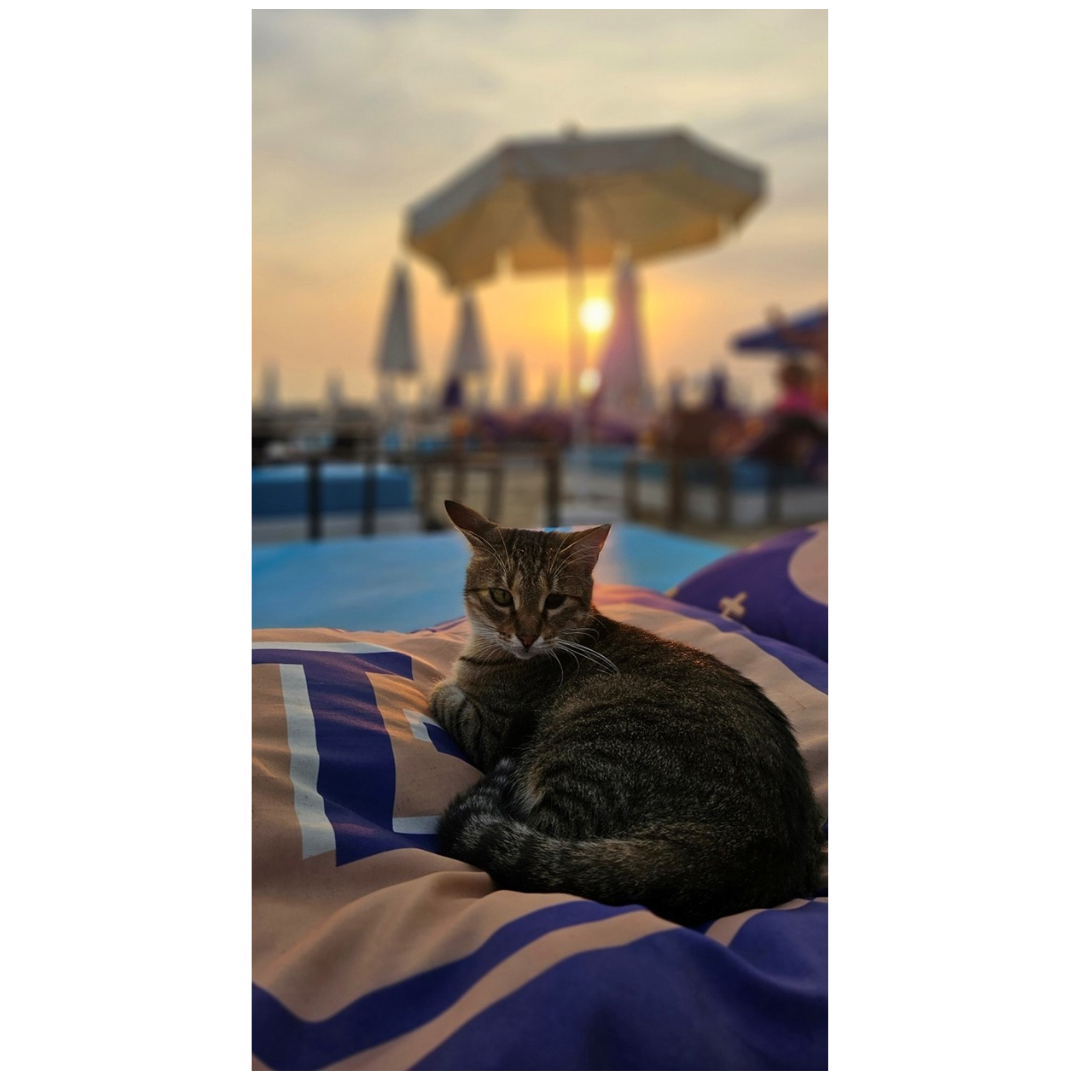 alanya