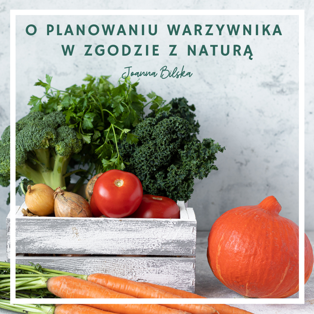 domowy warzywnik