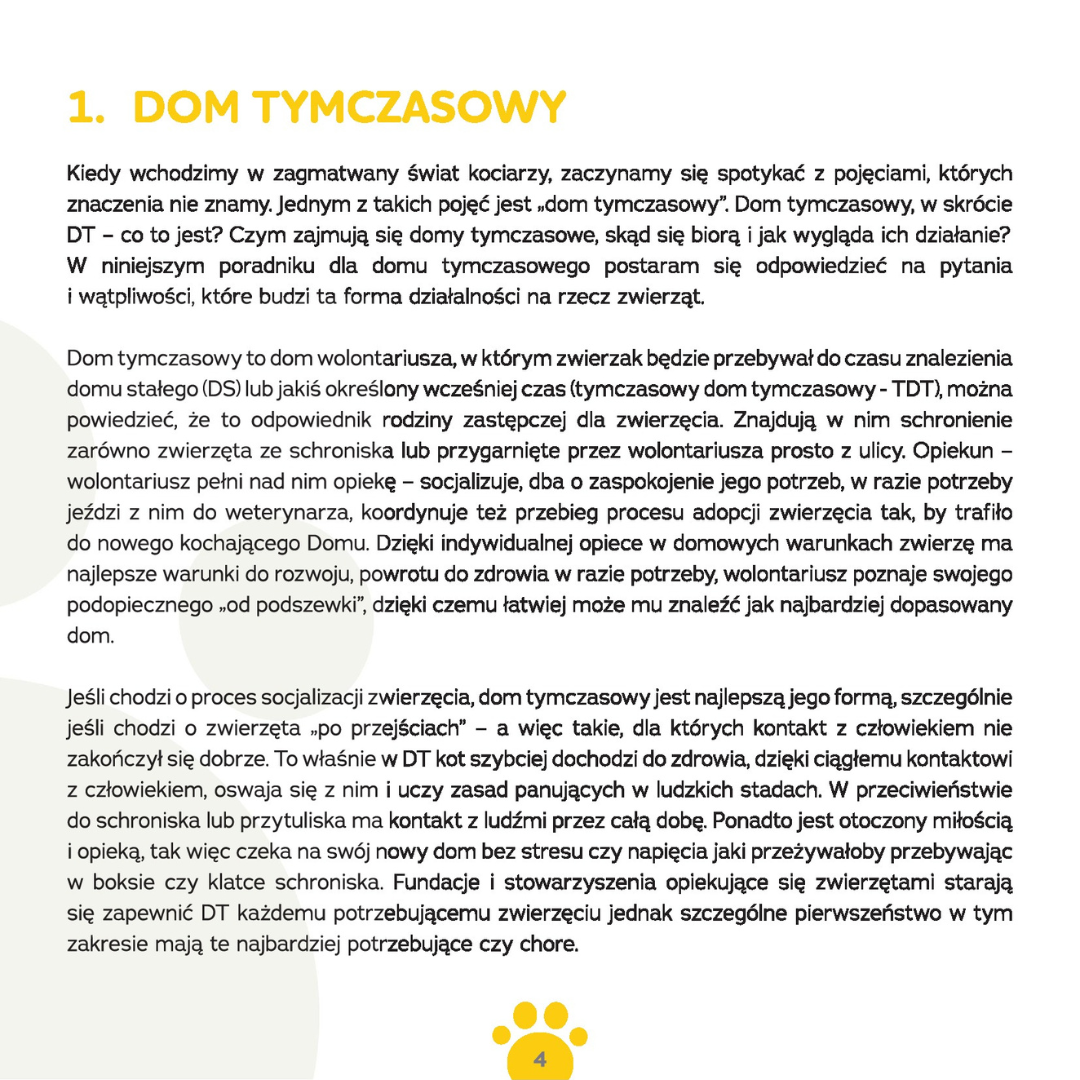 jak zostać domem tymczasowym dla kota? 