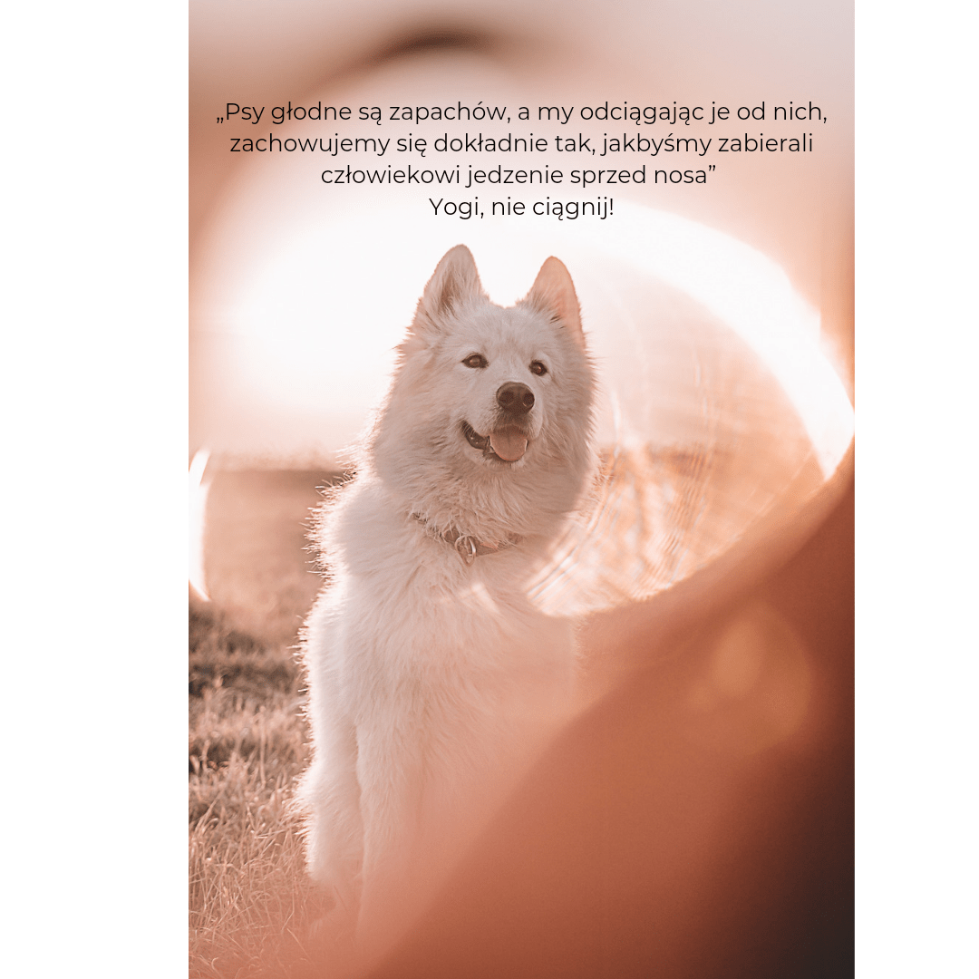 samojed