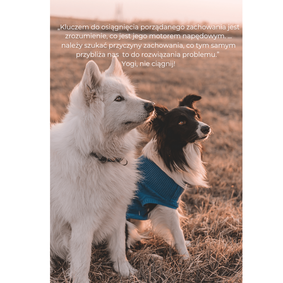 samojed