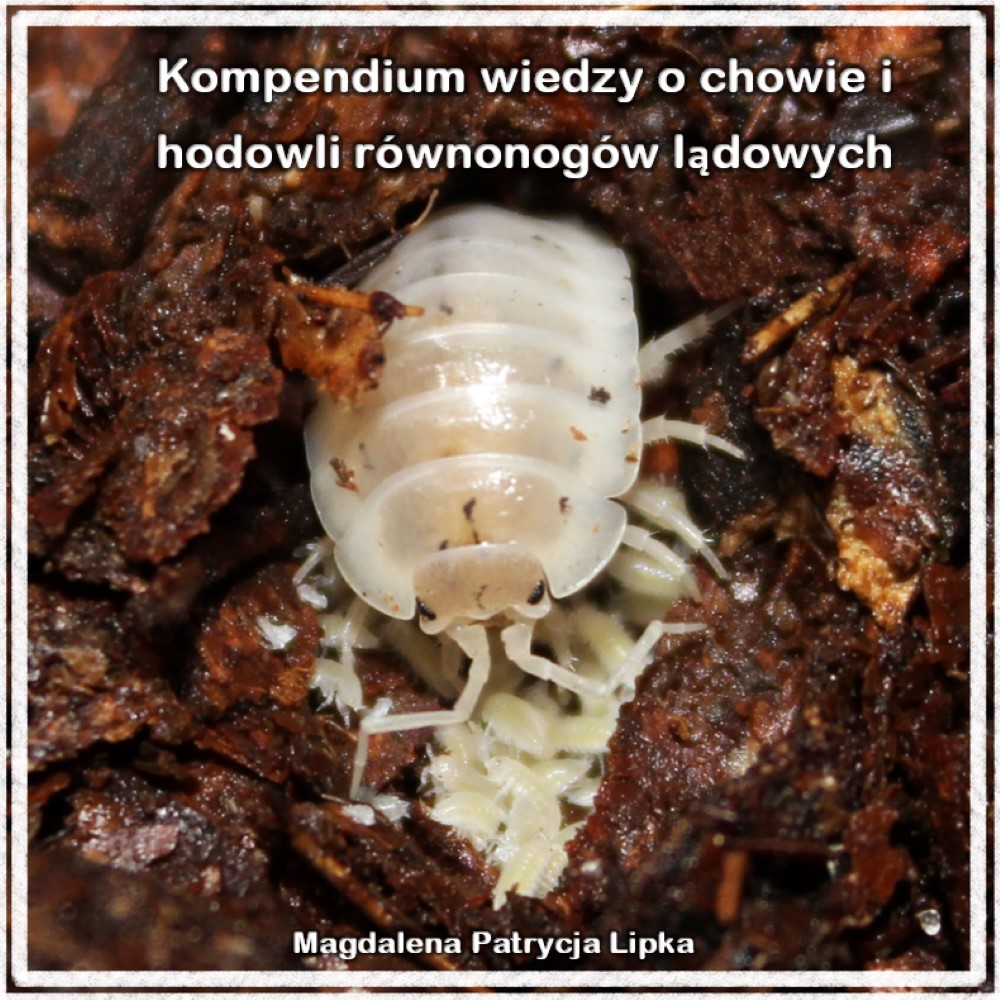 hodowla równonogów lądowych